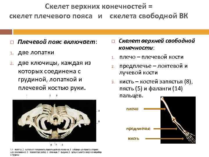 Скелет верхних конечностей = скелет плечевого пояса и скелета свободной ВК 1. 2. Плечевой