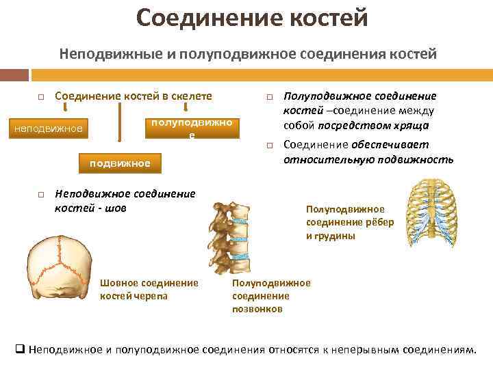 Соединение костей Неподвижные и полуподвижное соединения костей Соединение костей в скелете полуподвижно е неподвижное