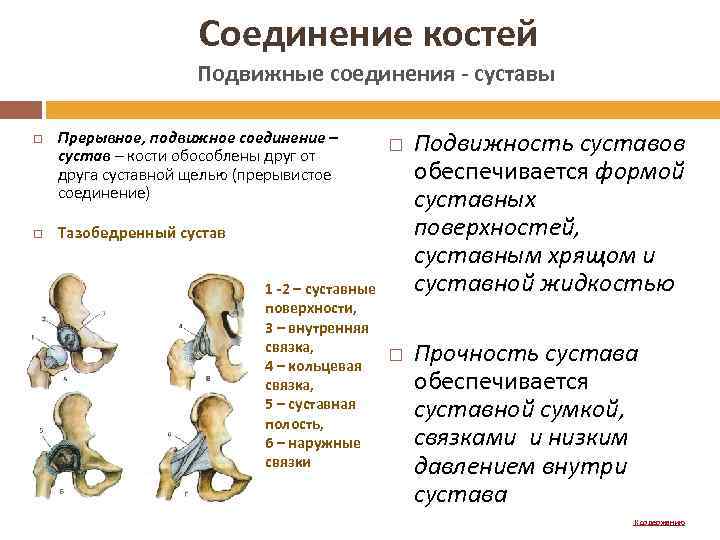 Прерывные соединения костей