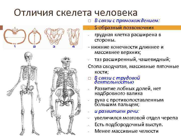 Отличия скелета человека В связи с прямохождением: S-образный позвоночник грудная клетка расширена в стороны.