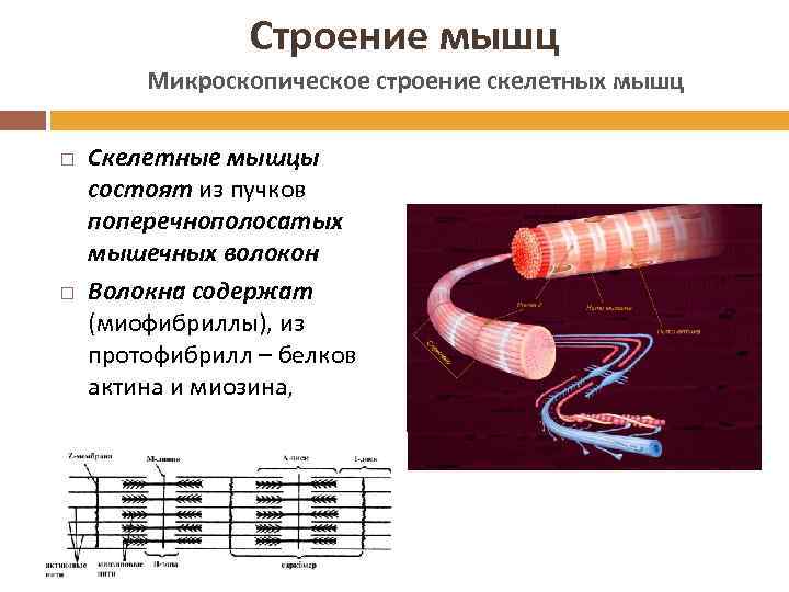 Строение мышц Микроскопическое строение скелетных мышц Скелетные мышцы состоят из пучков поперечнополосатых мышечных волокон