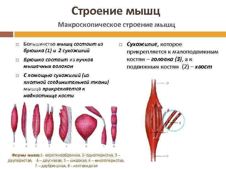 Брюшко мышцы. Микроскопическое строение мышц. Макроскопическое строение мышц схема. Макроскопическое строение скелетных мышц. Микроскопическое строение мышц человека.