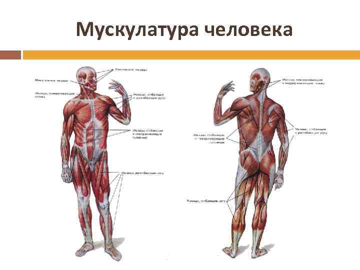 Мускулатура человека 
