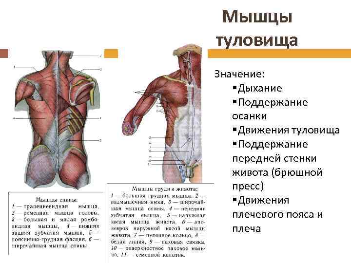 Мышцы туловища Значение: §Дыхание §Поддержание осанки §Движения туловища §Поддержание передней стенки живота (брюшной пресс)