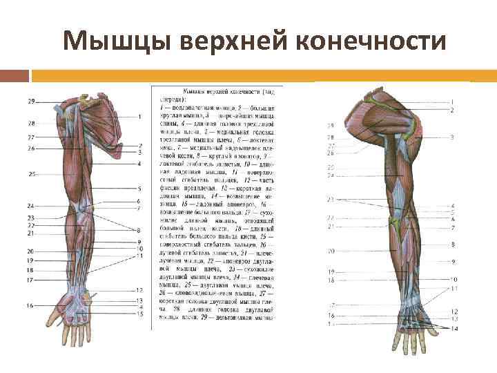 Мышцы верхней конечности 