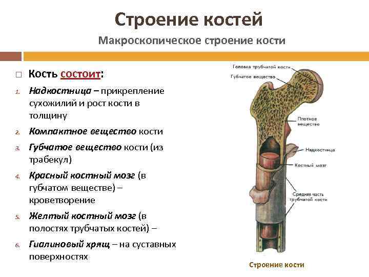 Строение костей Макроскопическое строение кости 1. 2. 3. 4. 5. 6. Кость состоит: Надкостница