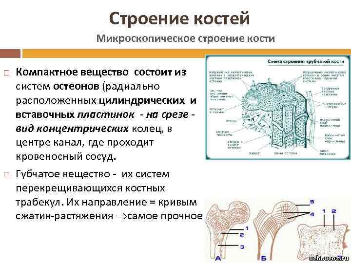 Строение костей Микроскопическое строение кости Компактное вещество состоит из систем остеонов (радиально расположенных цилиндрических