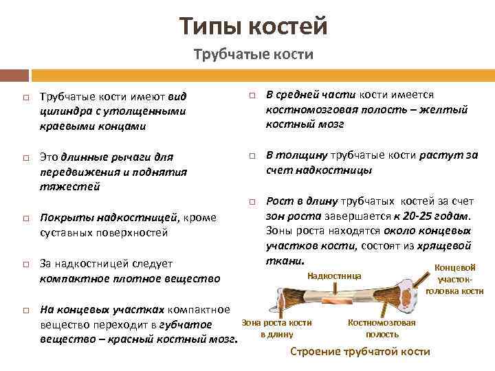 Типы костей Трубчатые кости имеют вид цилиндра с утолщенными краевыми концами Это длинные рычаги