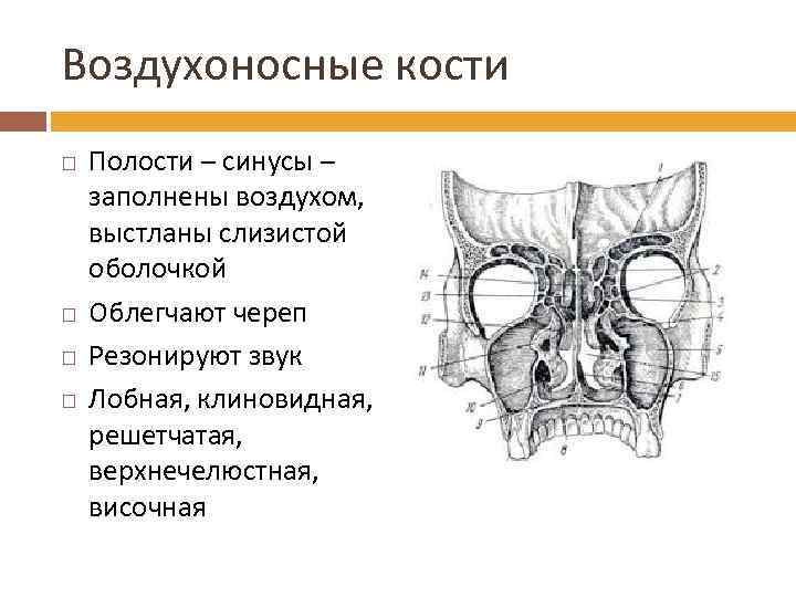Воздухоносные кости Полости – синусы – заполнены воздухом, выстланы слизистой оболочкой Облегчают череп Резонируют