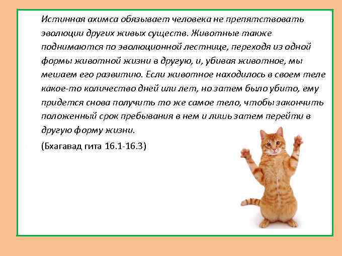  Истинная ахимса обязывает человека не препятствовать эволюции других живых существ. Животные также поднимаются