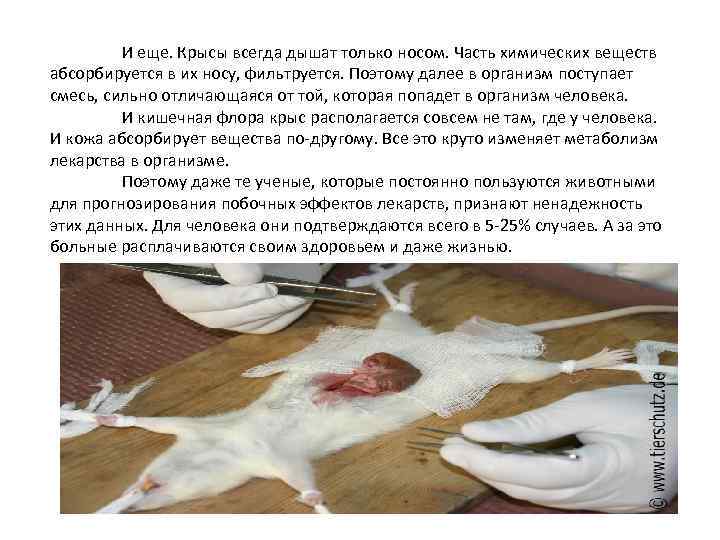 И еще. Крысы всегда дышат только носом. Часть химических веществ абсорбируется в их носу,
