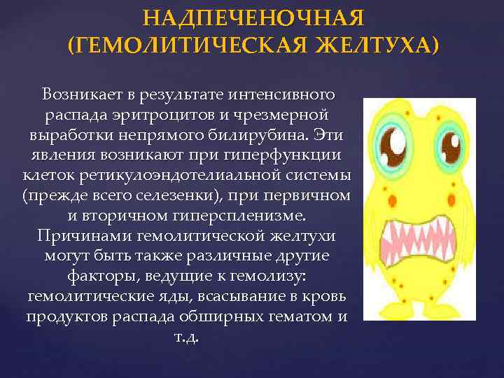 НАДПЕЧЕНОЧНАЯ (ГЕМОЛИТИЧЕСКАЯ ЖЕЛТУХА) Возникает в результате интенсивного распада эритроцитов и чрезмерной выработки непрямого билирубина.