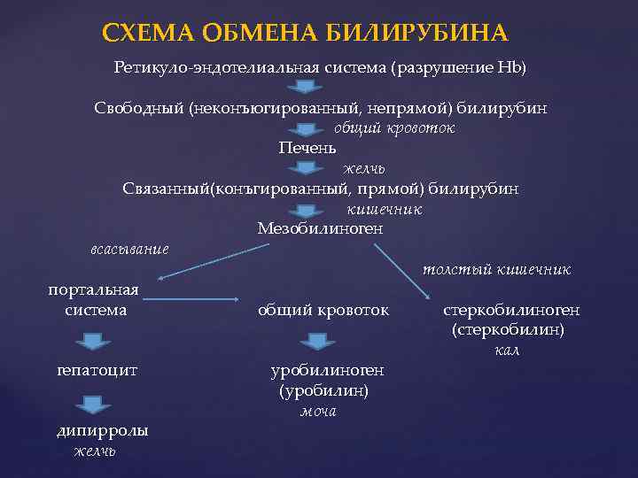 СХЕМА ОБМЕНА БИЛИРУБИНА Ретикуло-эндотелиальная система (разрушение Hb) Свободный (неконъюгированный, непрямой) билирубин общий кровоток Печень