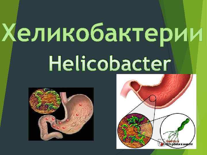 Хеликобактерии Helicobacter 