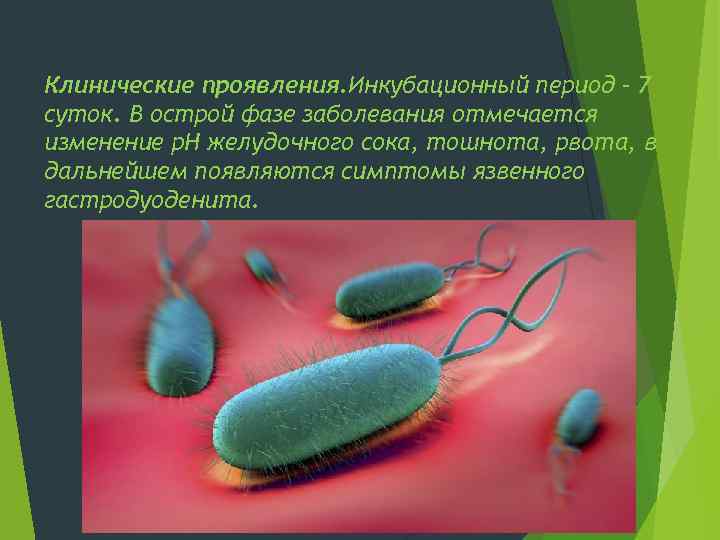 Клинические проявления. Инкубационный период – 7 суток. В острой фазе заболевания отмечается изменение р.