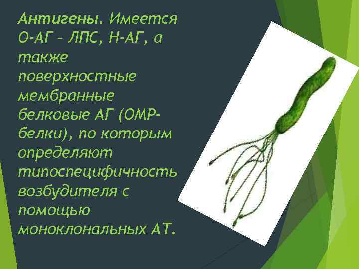 Антигены. Имеется О-АГ – ЛПС, Н-АГ, а также поверхностные мембранные белковые АГ (OMPбелки), по