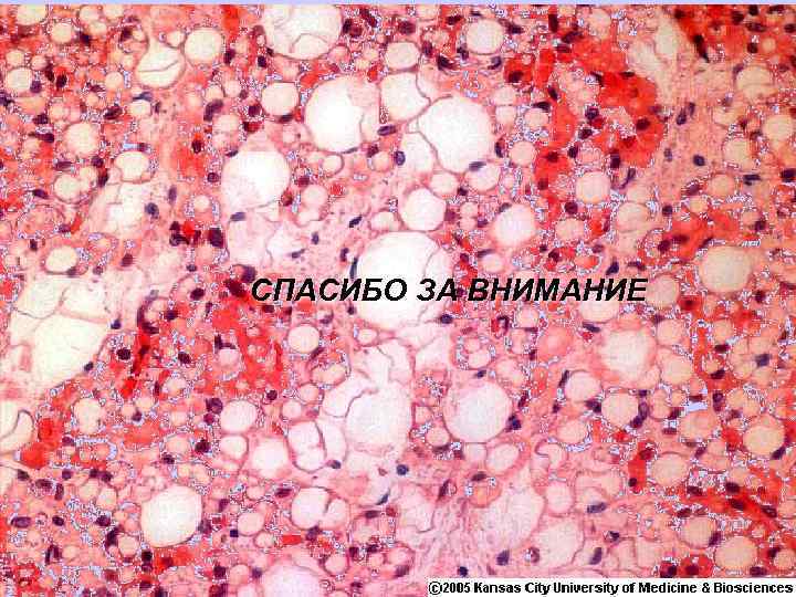 СПАСИБО ЗА ВНИМАНИЕ 