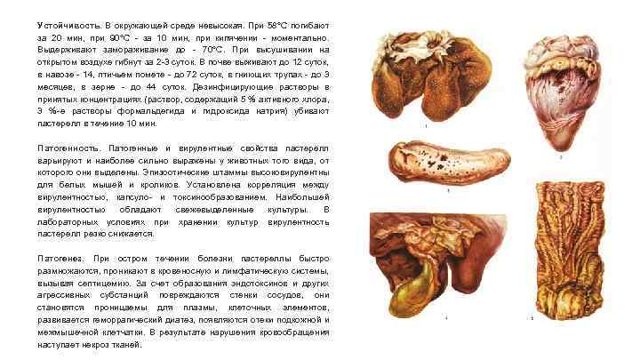 Устойчивость. В окружающей среде невысокая. При 58°С погибают за 20 мин, при 90°С -
