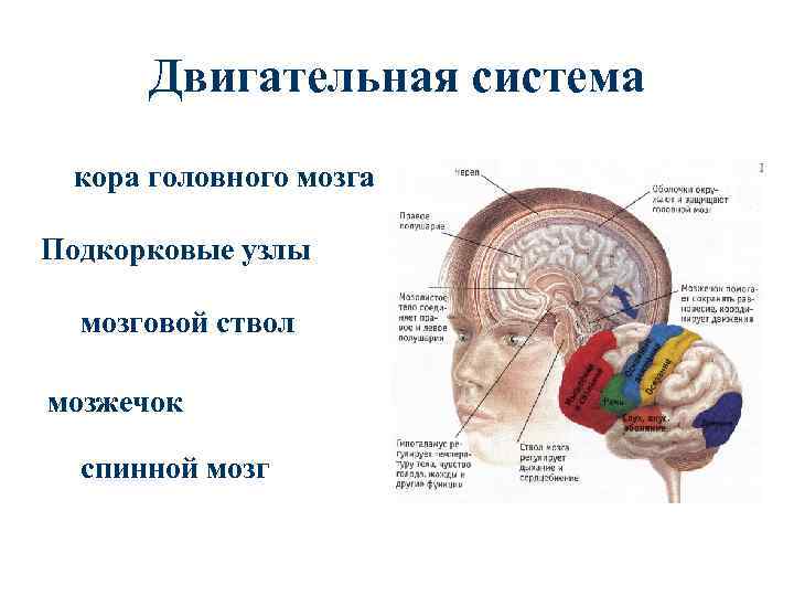 Отделы мозга имеющие кору. Строение подкорковых структур мозга. Подкорковые структуры головного мозга функции.