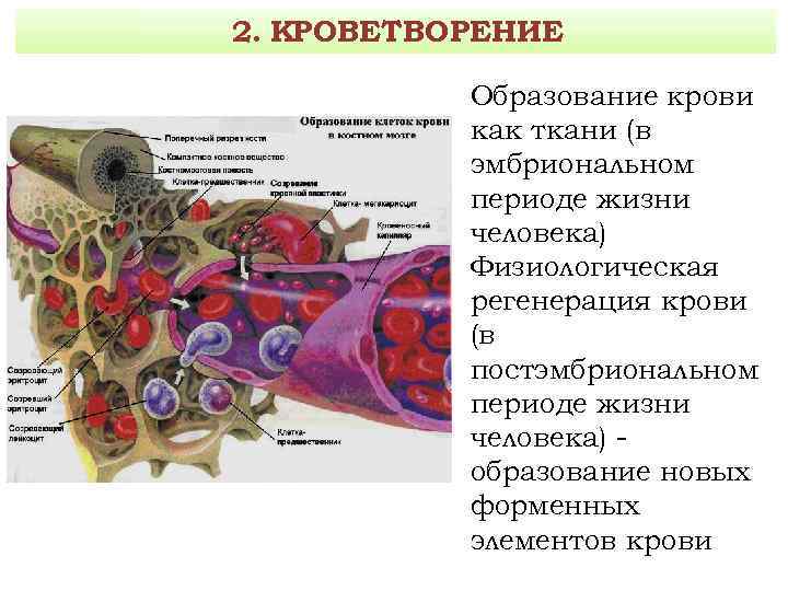 Где формируются клетки крови. Клетки кроветворения гистология. Кроветворение в костном мозге. Кроветворная ткань гистология. Эмбриональное кроветворение в костном мозге.