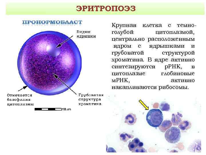 Эритропоэз