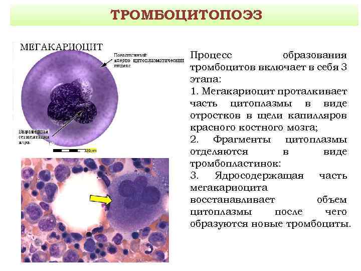 Схема образования тромбоцитов