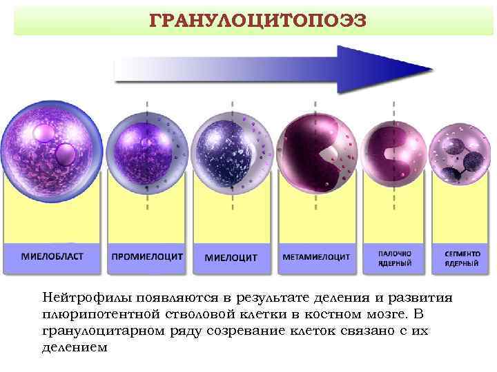 Созревание клетки