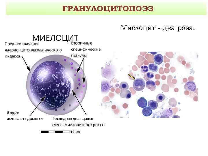 Миелоцит фото под микроскопом