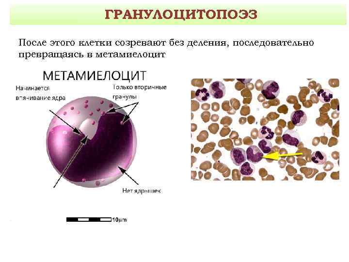 Какой класс схемы кроветворения содержит унипотентные клетки