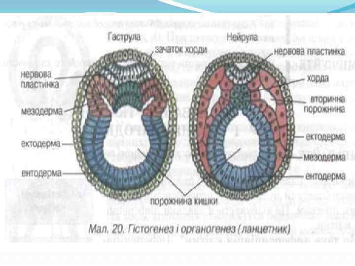 Три стадии характеризующие стадию органогенеза. Гистогенез и органогенез. Гистогенез и органогенез животных. Органогенез зародышевые листки. Гисто и органогенез у человека.