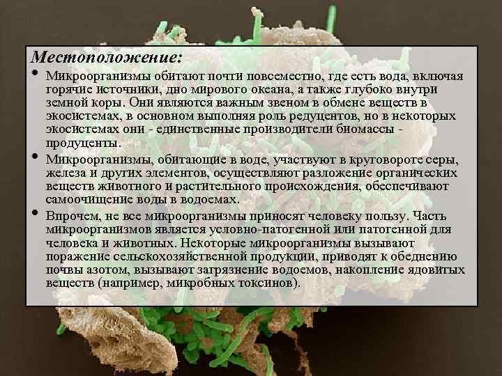 Местоположение: • • • Микроорганизмы обитают почти повсеместно, где есть вода, включая горячие источники,