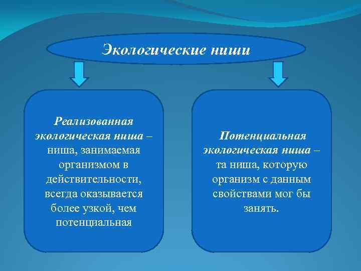 Экологические ниши Реализованная экологическая ниша – ниша, занимаемая организмом в действительности, всегда оказывается более