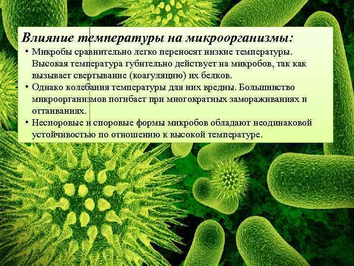 Влияние температуры на микроорганизмы: • Микробы сравнительно легко переносят низкие температуры. Высокая температура губительно