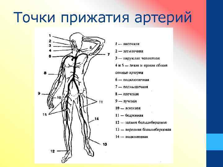 Точки прижатия артерий 