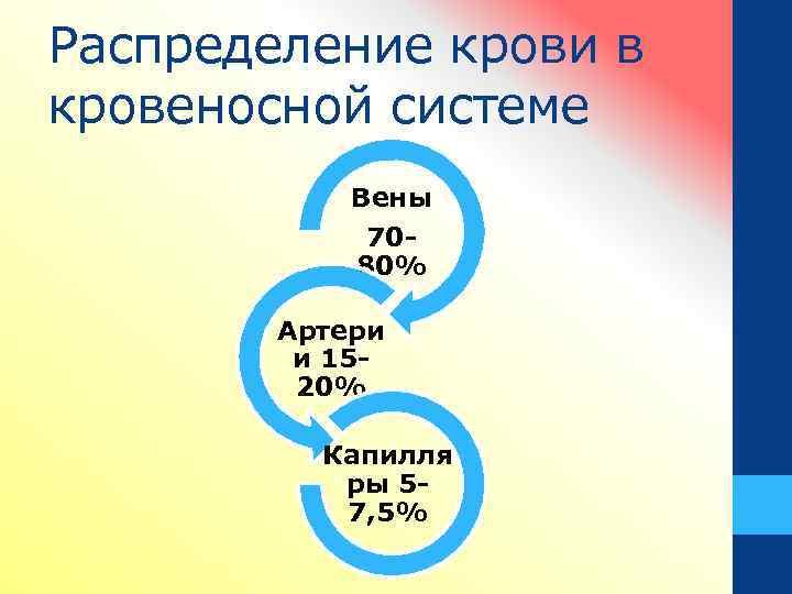 Распределение крови в кровеносной системе Вены 7080% Артери и 1520% Капилля ры 57, 5%