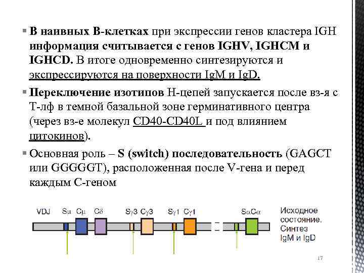 § В наивных В-клетках при экспрессии генов кластера IGH информация считывается с генов IGHV,