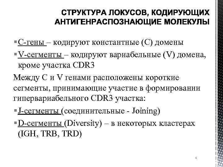 § C-гены – кодируют константные (С) домены § V-сегменты – кодируют вариабельные (V) домена,