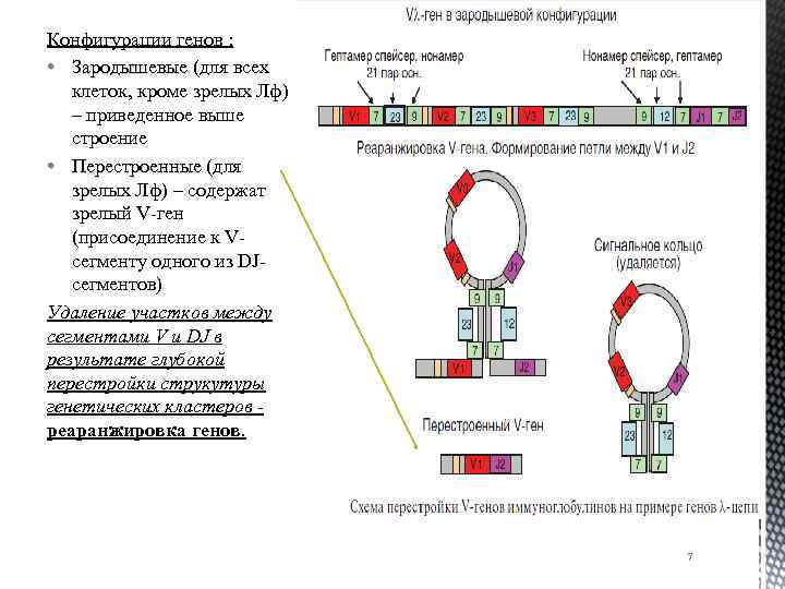 Конфигурации генов : • Зародышевые (для всех клеток, кроме зрелых Лф) – приведенное выше