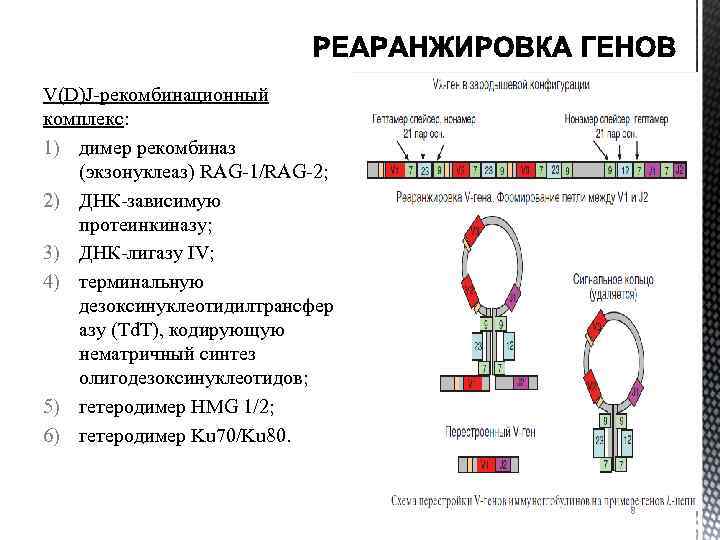 V(D)J-рекомбинационный комплекс: 1) димер рекомбиназ (экзонуклеаз) RAG-1/RAG-2; 2) ДНК-зависимую протеинкиназу; 3) ДНК-лигазу IV; 4)