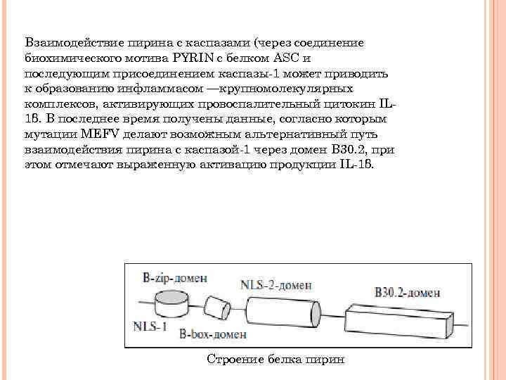 Взаимодействие пирина с каспазами (через соединение биохимического мотива PYRIN с белком ASC и последующим
