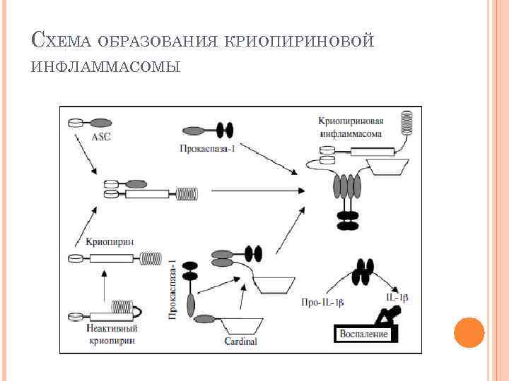 СХЕМА ОБРАЗОВАНИЯ КРИОПИРИНОВОЙ ИНФЛАММАСОМЫ 