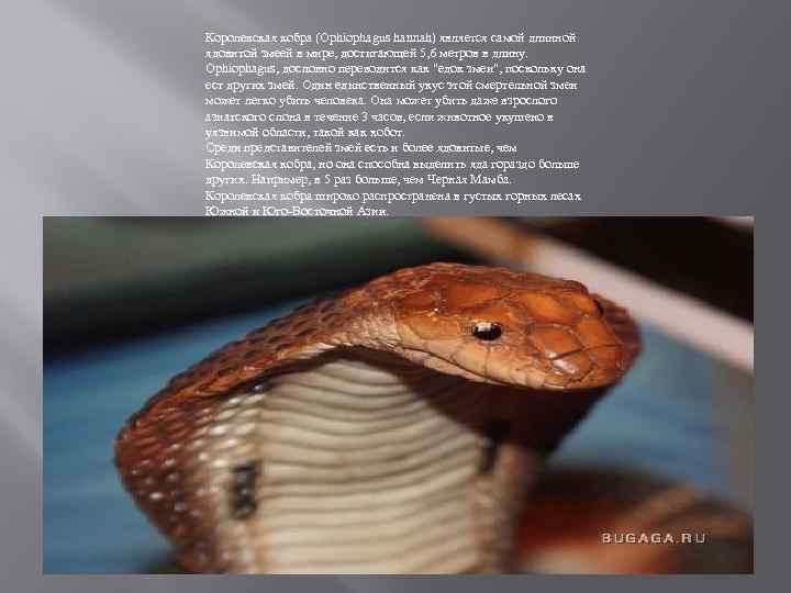 Королевская кобра (Ophiophagus hannah) является самой длинной ядовитой змеей в мире, достигающей 5, 6