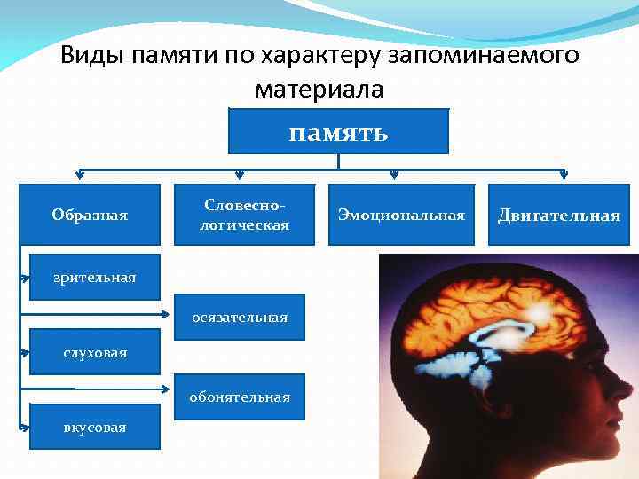 Виды памяти по характеру запоминаемого материала память Образная Словеснологическая зрительная осязательная слуховая обонятельная вкусовая