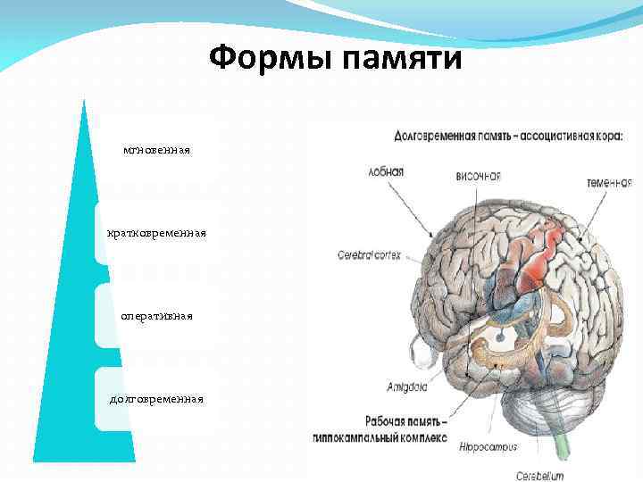 Формы памяти мгновенная кратковременная оперативная долговременная 