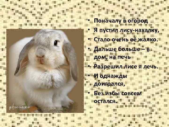 Поначалу в огород Я пустил лису-нахалку, Стало очень её жалко. Дальше больше – в