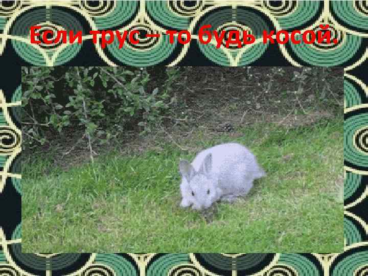 Если трус – то будь косой. 