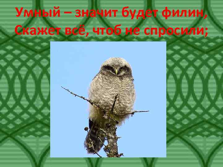 Умный – значит будет филин, Скажет всё, чтоб не спросили; 