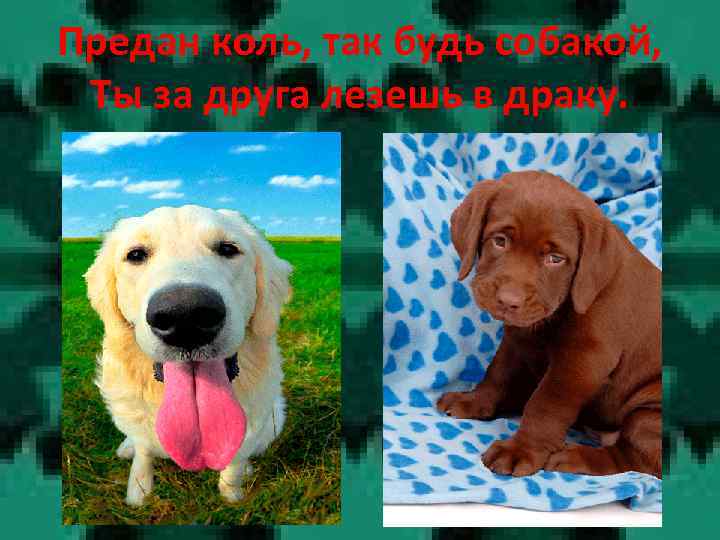 Предан коль, так будь собакой, Ты за друга лезешь в драку. 