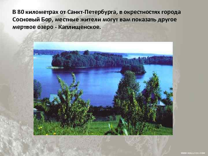 В 80 километрах от Санкт-Петербурга, в окрестностях города Сосновый Бор, местные жители могут вам