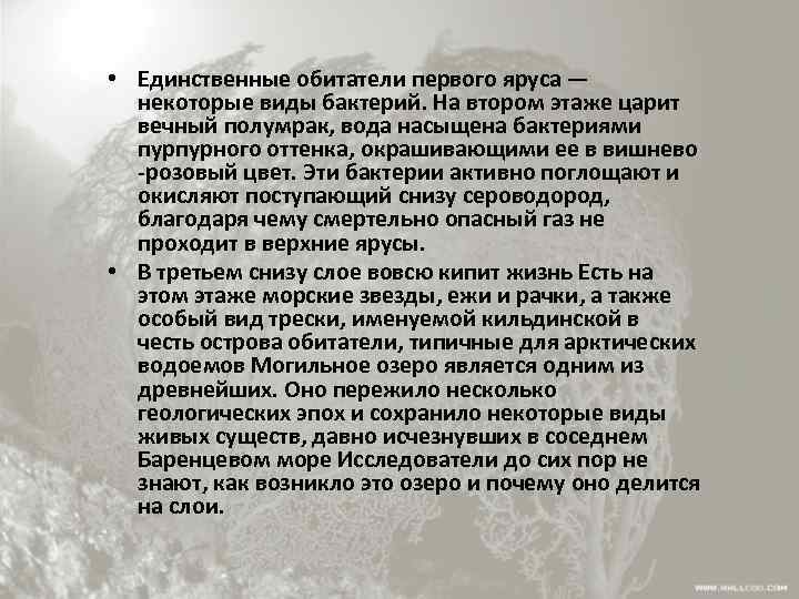  • Единственные обитатели первого яруса — некоторые виды бактерий. На втором этаже царит